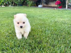Pomeranian Toy Alb ! — miniatura 2