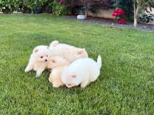 Pomeranian Toy Alb ! — miniatura 4