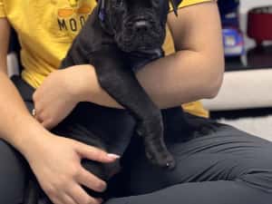 Canisa autorizată FCI /ACHR oferă spre vânzare puiuți de cane corso din părinți arbitrați — miniatura 3