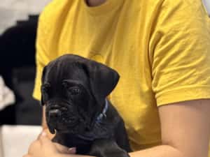Canisa autorizată FCI /ACHR oferă spre vânzare puiuți de cane corso din părinți arbitrați — miniatura 4