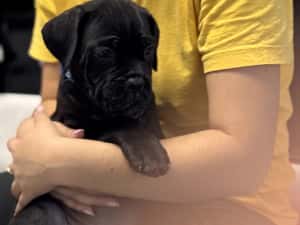Canisa autorizată FCI /ACHR oferă spre vânzare puiuți de cane corso din părinți arbitrați — miniatura 5