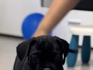 Canisa autorizată FCI /ACHR oferă spre vânzare puiuți de cane corso din părinți arbitrați — miniatura 6