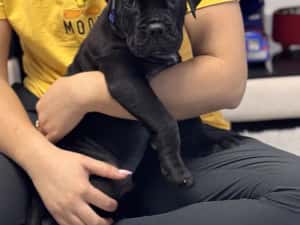 Canisa autorizată FCI /ACHR oferă spre vânzare puiuți de cane corso din părinți arbitrați — miniatura 7