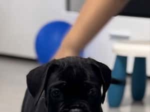 Canisa autorizată FCI /ACHR oferă spre vânzare puiuți de cane corso din părinți arbitrați — miniatura 10