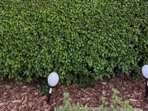 Vilă S+ P+E, 6 camere, 230 mp utili, teren 1000 mp, zona Horea (Oradea) . — miniatura 5