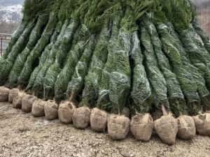 Chiparos Leylandii GIGANT - 2.20m+ (Ofertă: 120 Lei)