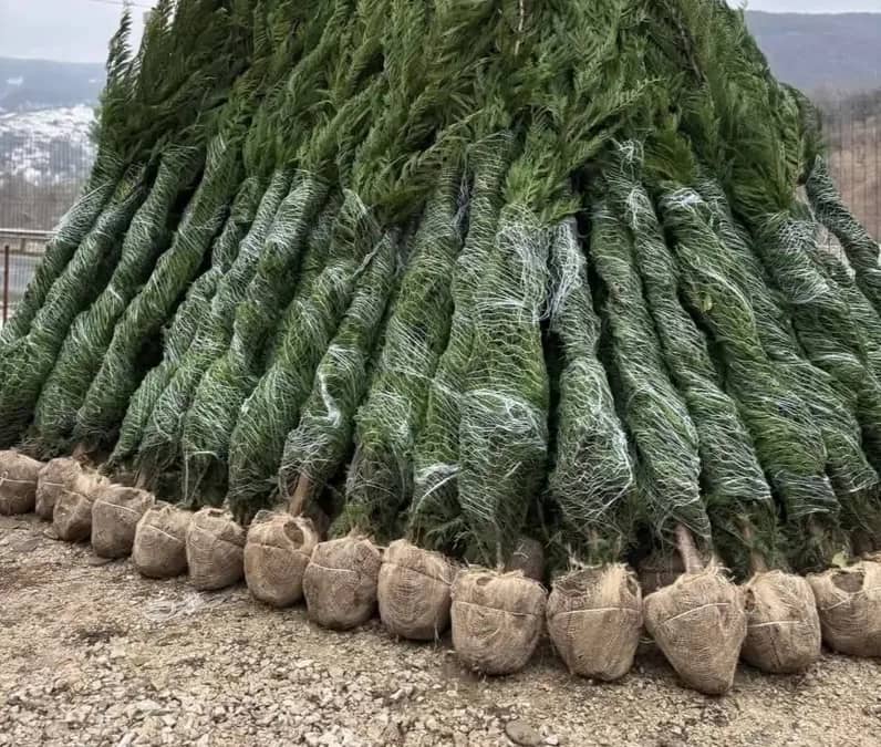 Chiparos Leylandii GIGANT - 2.20m+ (Ofertă: 120 Lei) — fotografie 1 din 10