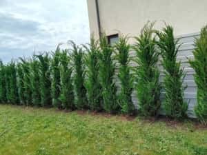 Chiparos Leylandii GIGANT - 2.20m+ (Ofertă: 120 Lei) — miniatura 2