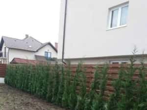 Chiparos Leylandii GIGANT - 2.20m+ (Ofertă: 120 Lei) — miniatura 3