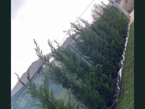 Chiparos Leylandii GIGANT - 2.20m+ (Ofertă: 120 Lei) — miniatura 4
