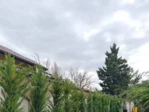 Chiparos Leylandii GIGANT - 2.20m+ (Ofertă: 120 Lei) — miniatura 5