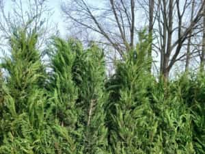 Chiparos Leylandii GIGANT - 2.20m+ (Ofertă: 120 Lei) — miniatura 6