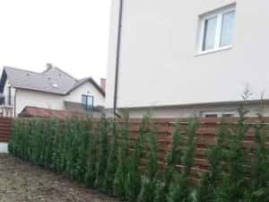 Chiparos Leylandii GIGANT - 2.20m+ (Ofertă: 120 Lei) — miniatura 9