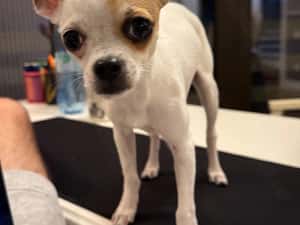 Vand Chihuahua, 7 luni