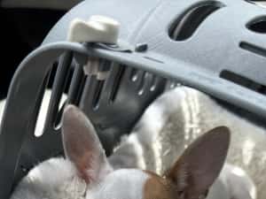 Vand Chihuahua, 7 luni — miniatura 2