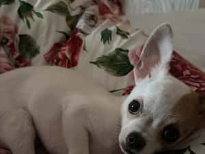 Vand Chihuahua, 7 luni — miniatura 3