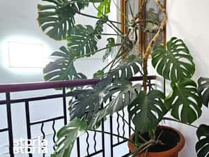 Apartament in vila, 4 camere, zona Hala Traian/Calarasilor — miniatura 3