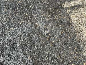 Vand Floarea Soarelui