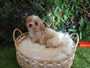 Baietel Maltipoo mini — miniatura 1