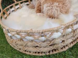 Baietel Maltipoo mini — miniatura 3