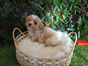 Baietel Maltipoo mini — miniatura 5