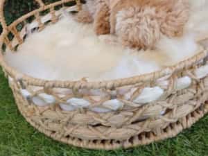 Baietel Maltipoo mini — miniatura 7