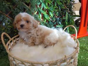 Baietel Maltipoo mini — miniatura 8
