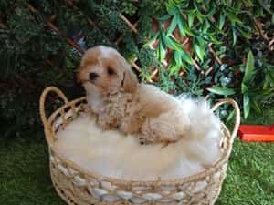 Baietel Maltipoo mini — miniatura 9