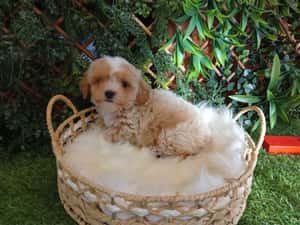 Baietel Maltipoo mini — miniatura 10
