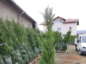 Cupressus leylandy — miniatura 2