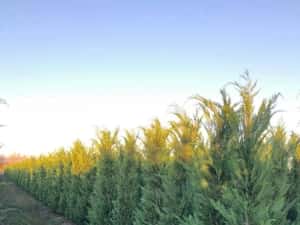 Cupressus leylandy — miniatura 3