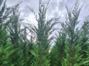 Cupressus leylandy — miniatura 4