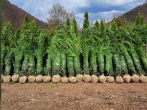 Cupressus leylandy — miniatura 5