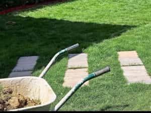 Cupressus leylandy — miniatura 6