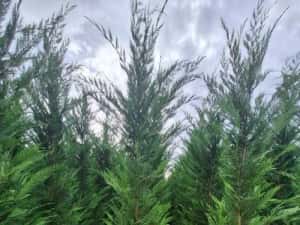 Cupressus leylandy — miniatura 10