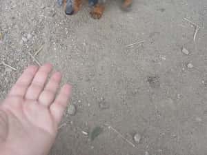 Frumușei grasuni — miniatura 4