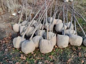 Vindem platan tei mesteacăn catalpa acer platanoides de mai multe dime