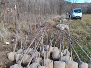 Vindem platan tei mesteacăn catalpa acer platanoides de mai multe dime — miniatura 2