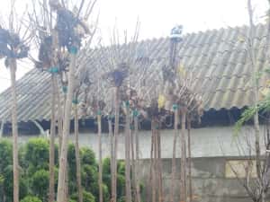 Vindem platan tei mesteacăn catalpa acer platanoides de mai multe dime — miniatura 3