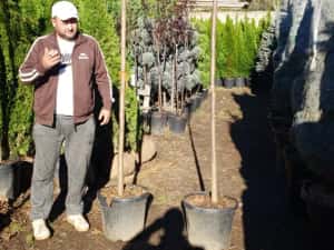 Vindem platan tei mesteacăn catalpa acer platanoides de mai multe dime — miniatura 4