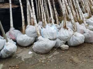 Vindem platan tei mesteacăn catalpa acer platanoides de mai multe dime — miniatura 5