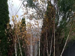 Vindem platan tei mesteacăn catalpa acer platanoides de mai multe dime — miniatura 6