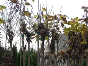 Vindem platan tei mesteacăn catalpa acer platanoides de mai multe dime — miniatura 7