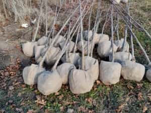 Vindem platan tei mesteacăn catalpa acer platanoides de mai multe dime — miniatura 8