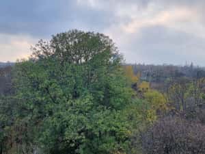 HERASTRAU SOSEAUA NORDULUI APARTAMENT 5 CAMERE VEDERE PANORAMICA PARC — miniatura 3