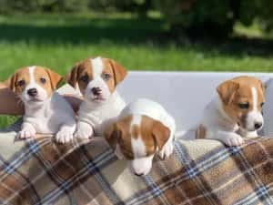 Pui Jack Russell Terrier- Câini energici și loiali pentru o viata fericita !