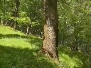 Vand teren extravilan comuna Barbatesti, Valcea, zona PARC NATIONAL!!! — miniatura 4
