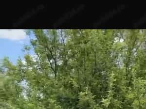 Vand teren extravilan comuna Barbatesti, Valcea, zona PARC NATIONAL!!! — miniatura 7