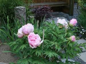 Bujor De Tip Pomișor — miniatura 2