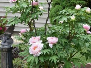 Bujor De Tip Pomișor — miniatura 3